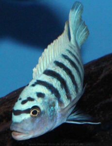 Metriaclima zebra 'Boadzulu Island'